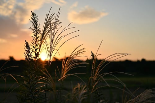 ススキ,すすき,芒,草