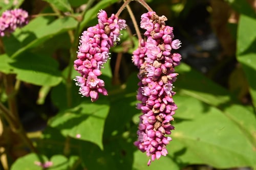 おおけたで,植物