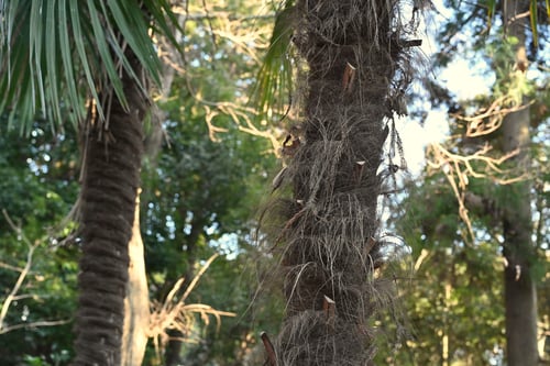 シュロの木,しゅろ,棕櫚,毛