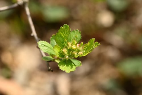 山査子,さんざし,サンザシ,植物