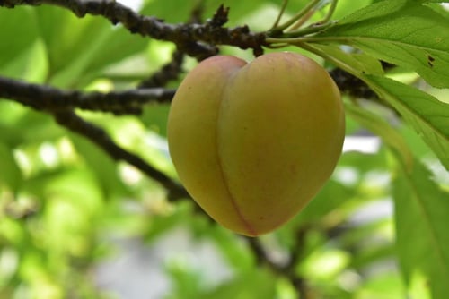 スモモ,実,画像