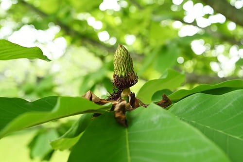 朴柏の木,ホウノキ,ほおのき