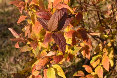shimotuke flower,しもつけ