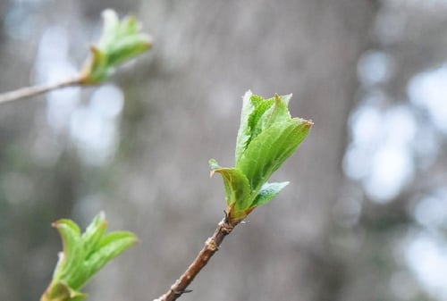 はこねうつぎ,葉っぱ,箱根空木