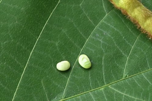クズ,豆,葛,くず,植物