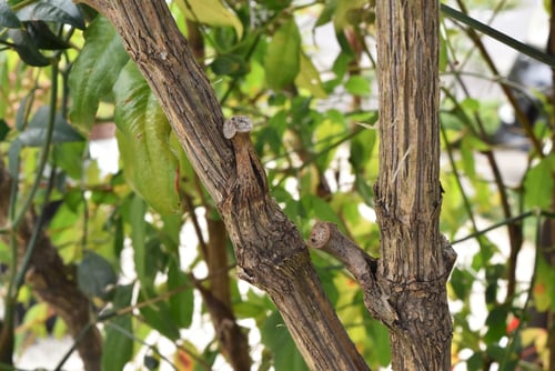 なんてん,樹皮,南天の木