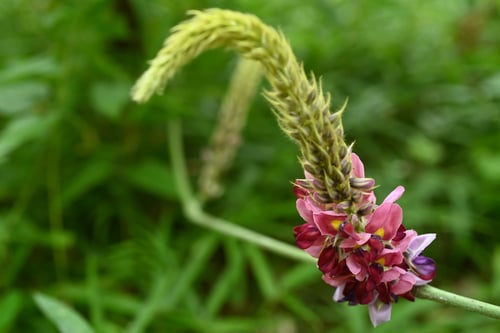 葛の花,開花,クズ,くず
