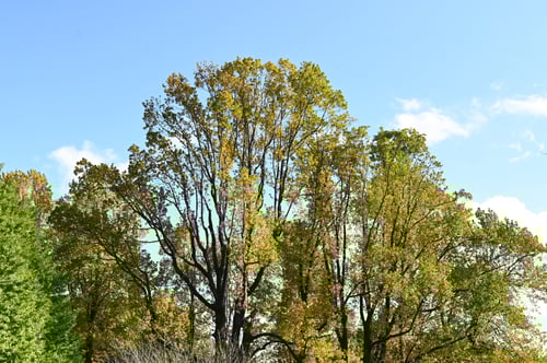 ユリノキの紅葉,ユーリップツリー