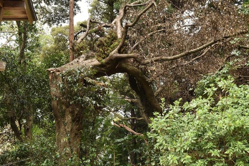 スダジイ,台風で木が倒れる