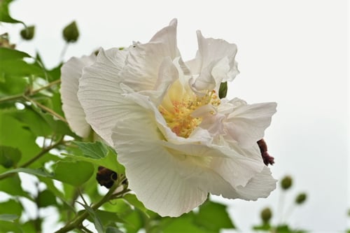 芙蓉,白い花のフヨウの木,ふようの木