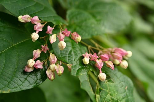 くさぎ,植物,臭桐の意味