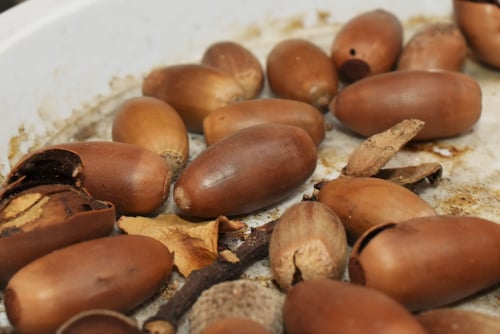 こなら,実,食べる