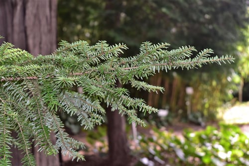 栂の木,枝,つが,樹木