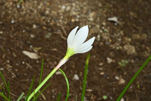 たますだれ,タマスダレ,特徴
