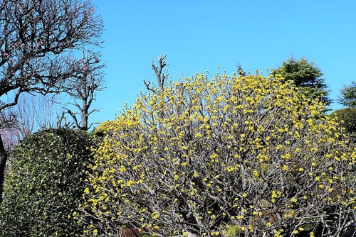 山茱萸,さんしゅゆ,剪定,サンシュユ