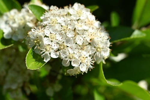 ときわさんざし,花,ピラカンサ