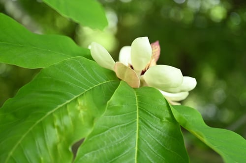 朴ノ木,Japanese white bark magnolia,flower