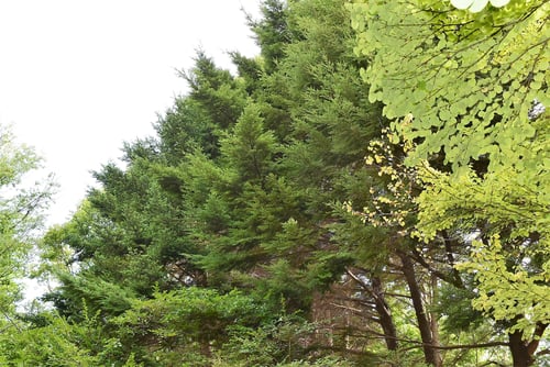 つが,樹木,ツガ