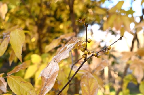 ソシンロウバイ,そしんろうばい,つぼみ,ツボミ