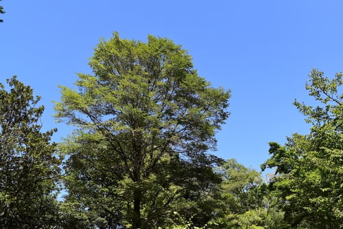 ハルニレ,はるにれ,春楡の木