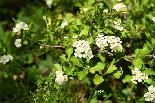 山査子の花,さんざし,木,サンザシ