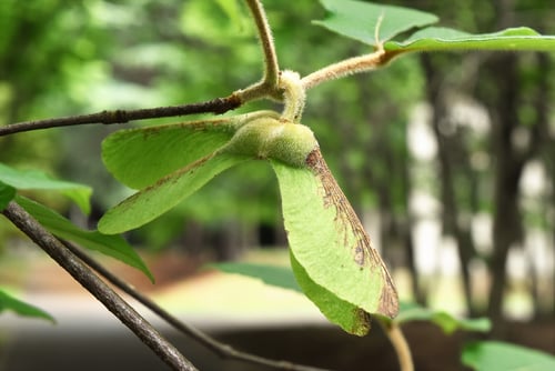 種子,実,メグスリノキ,めぐすりのき