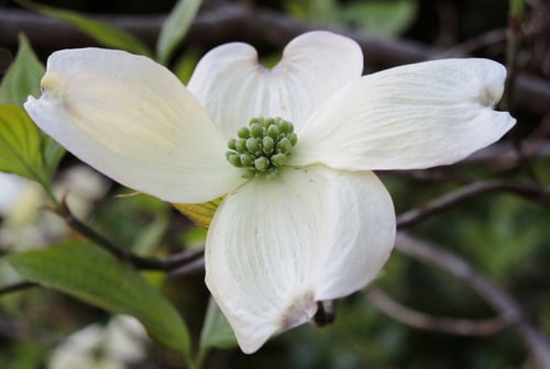 はなみずき,dogwood,flower,Japan