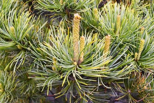 五葉松のミドリ,ごようまつ,ゴヨウマツ