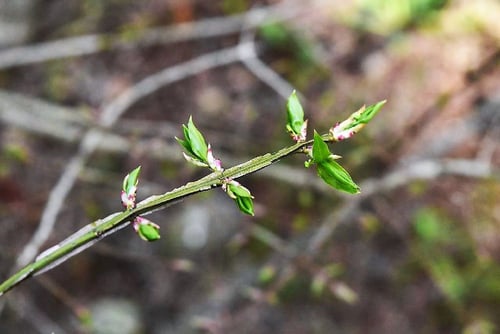 錦木,spindle tree,Japan,ニシキギ