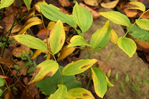 Japanese fairy bells