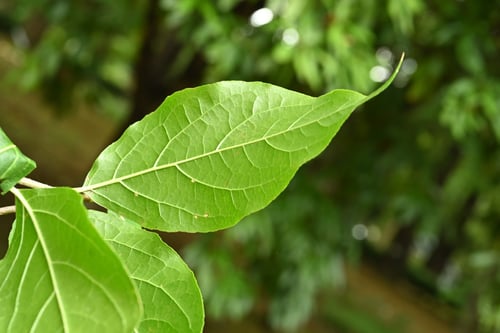 ソシンロウバイ,樹木,そしんろうばい