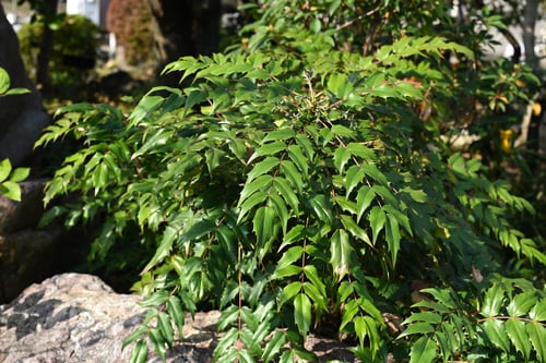ひいらぎなんてん,庭木,ヒイラギナンテン