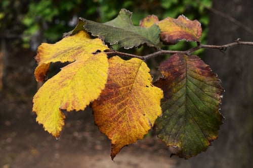 紅葉,ハルニレ,はるにれ,春楡の木