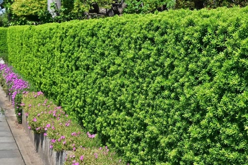 手間がかからない垣根