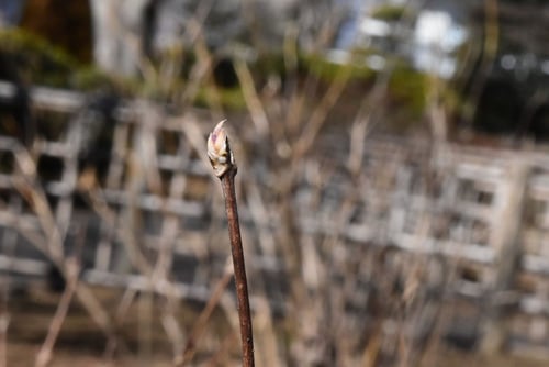 ひめうつぎ,特徴