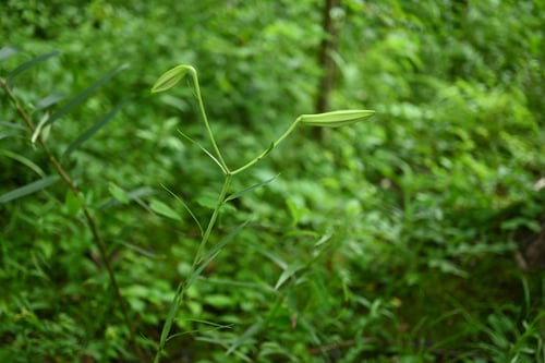 さつきゆり,ササユリ