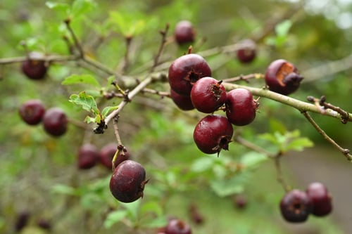 山査子の実,さんざし,サンザシ,木