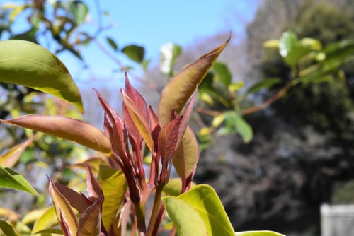 クスノキ,楠木,くすのき,特徴