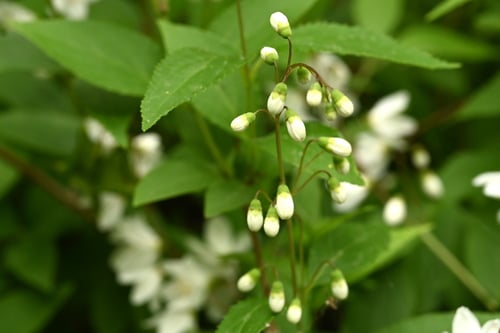ひめうつぎ,花,ヒメウツギ