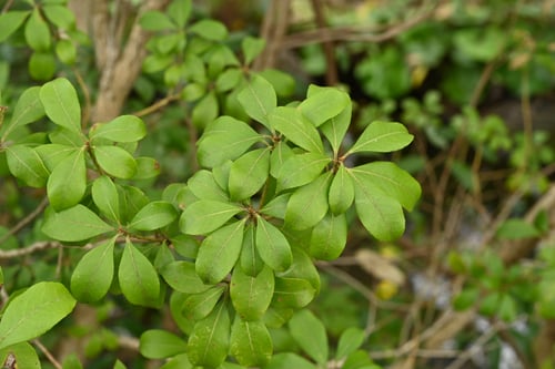 アセビ,あせぼ,木