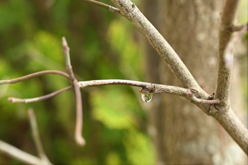 剪定例,はなみずき,ハナミズキ
