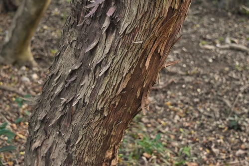 しゃしゃんぼ,ワイルドベリー,樹木,シャシャンボ