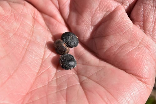 花,コブシ,辛夷,タネ