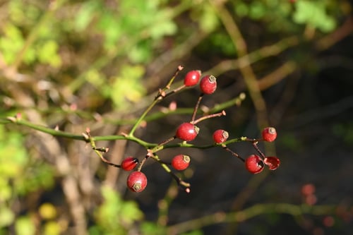 Japanese Rose,fruits
