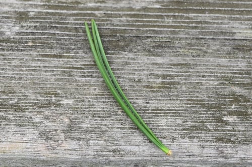 白松,葉,しろまつ