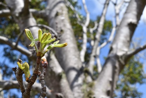 マロニエ,西洋栃ノ木,葉っぱ,まろにえ