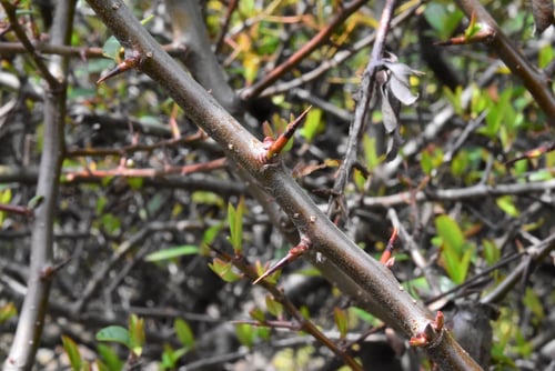 棘のある木,赤い実,ぴらかんさ,ピラカンサス