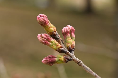 ソメイヨシノ,つぼみ,画像