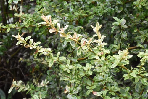 ぴらかんさの種類