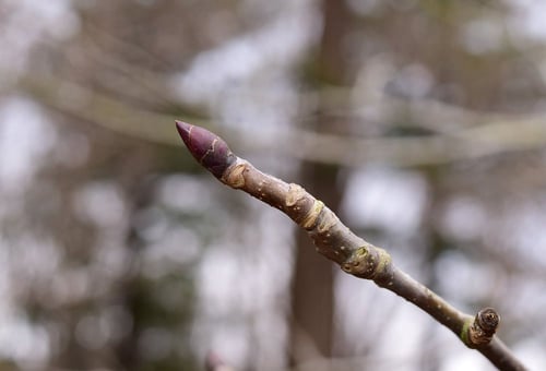 はんかちのき,Dove tree,picture,ハンカチノキ